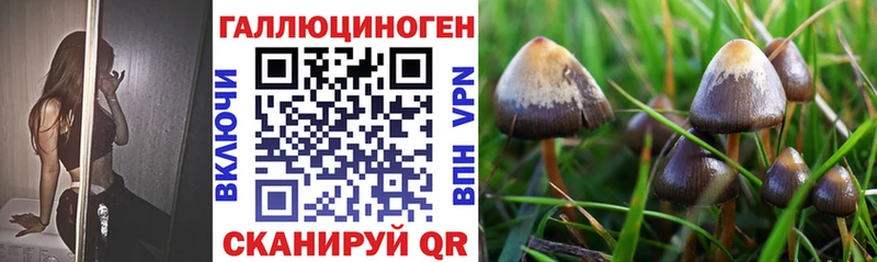 Галлюциногенные грибы Psilocybine cubensis  Купить  Плёс 